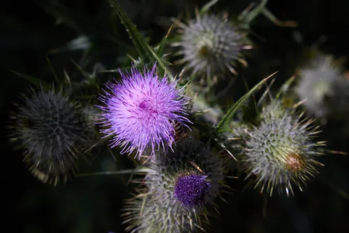 This nature photograph features blooming milk thistle plants captured during the afternoon in the summer season. The main subject is the vibrant purple flower heads of the milk thistle, with their spiky green stems and surrounding buds clearly visible. The detailed close-up allows for observation of insects interacting with the plants, highlighting their role within the ecosystem. The image focuses on the variety and intricate structures found in wild plants, providing a still life representation of summer flora.